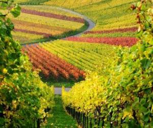 пазл осенний пейзаж в винограднике